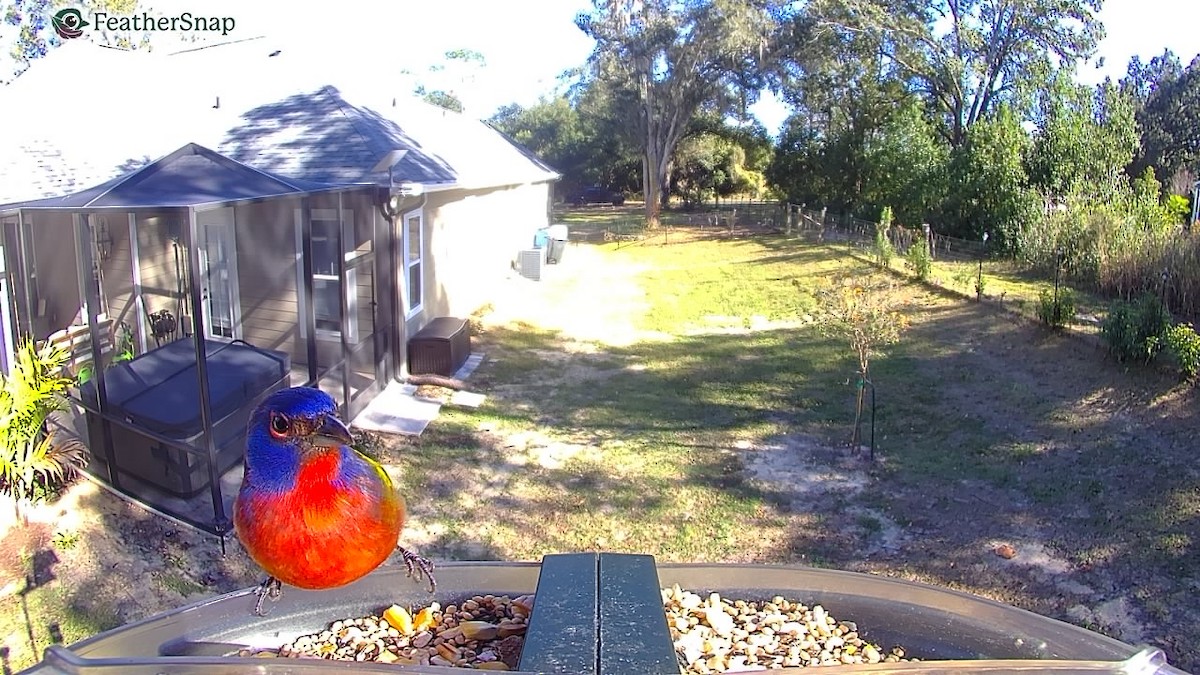 Painted Bunting - ML647306071