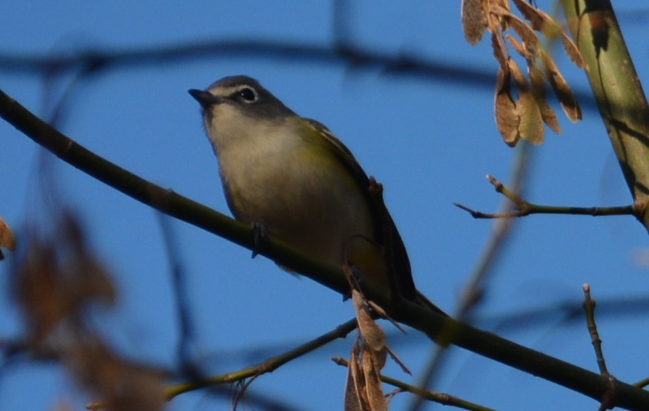 Blue-headed Vireo - ML647306075
