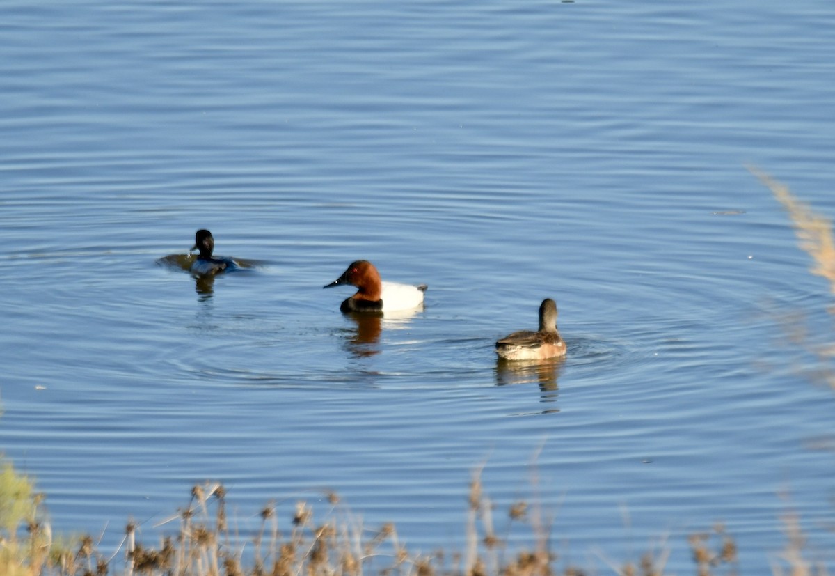 Canvasback - ML647306079