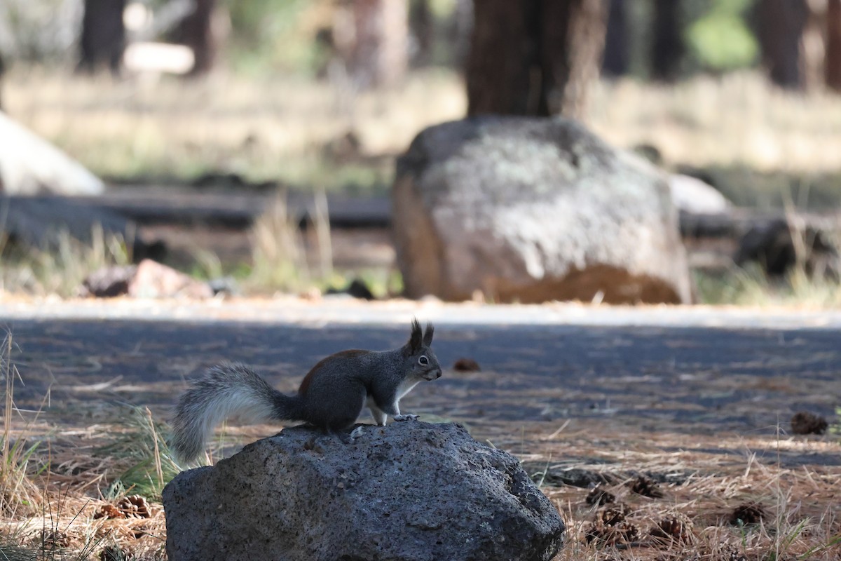 Animals - ML647306092