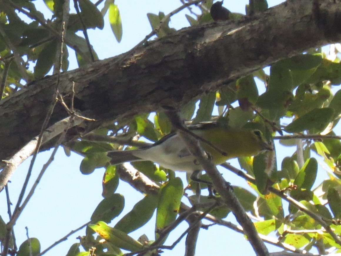 Віреон жовтогорлий - ML647306093