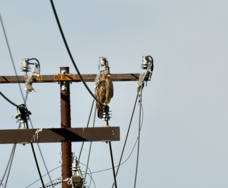 Poiana codarossa - ML647306094