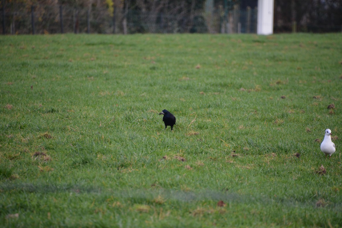 Ekin Kargası - ML647306100