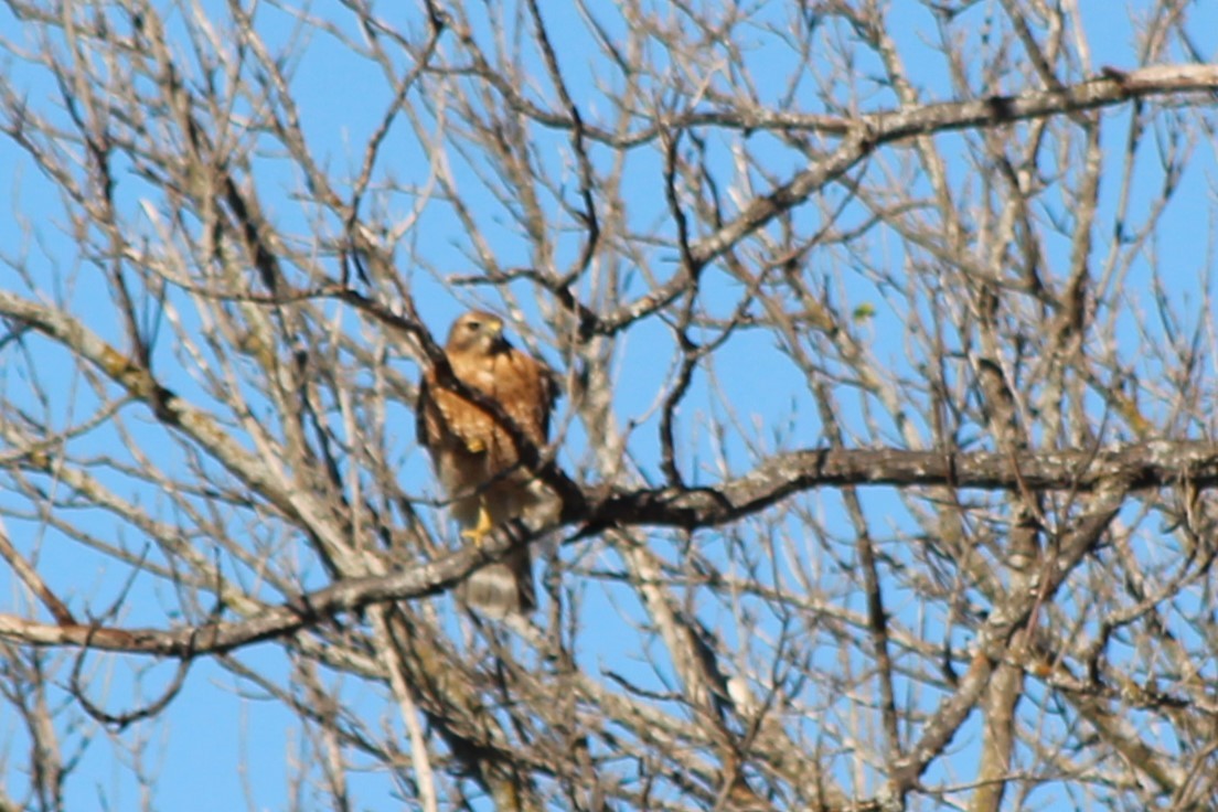 Buse à épaulettes - ML647306101