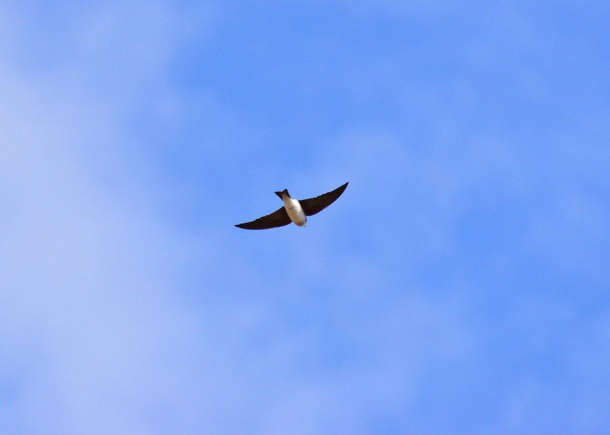 Tree Swallow - ML647306109
