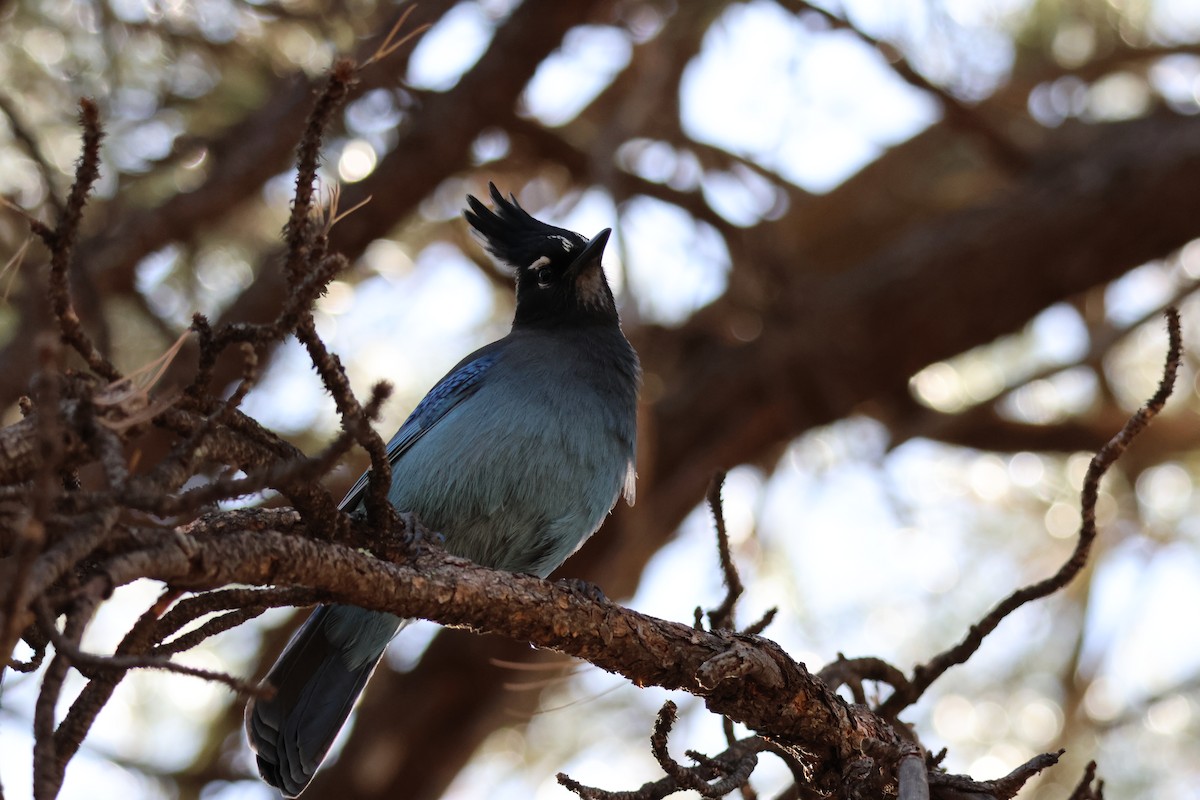 Steller's Jay - ML647306114