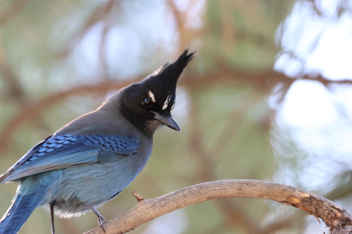Steller's Jay - ML647306115