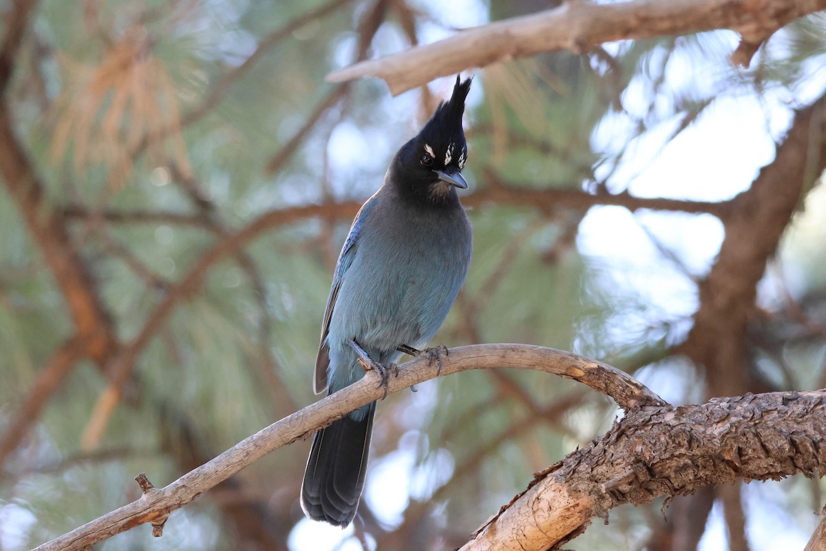 Steller's Jay - ML647306116