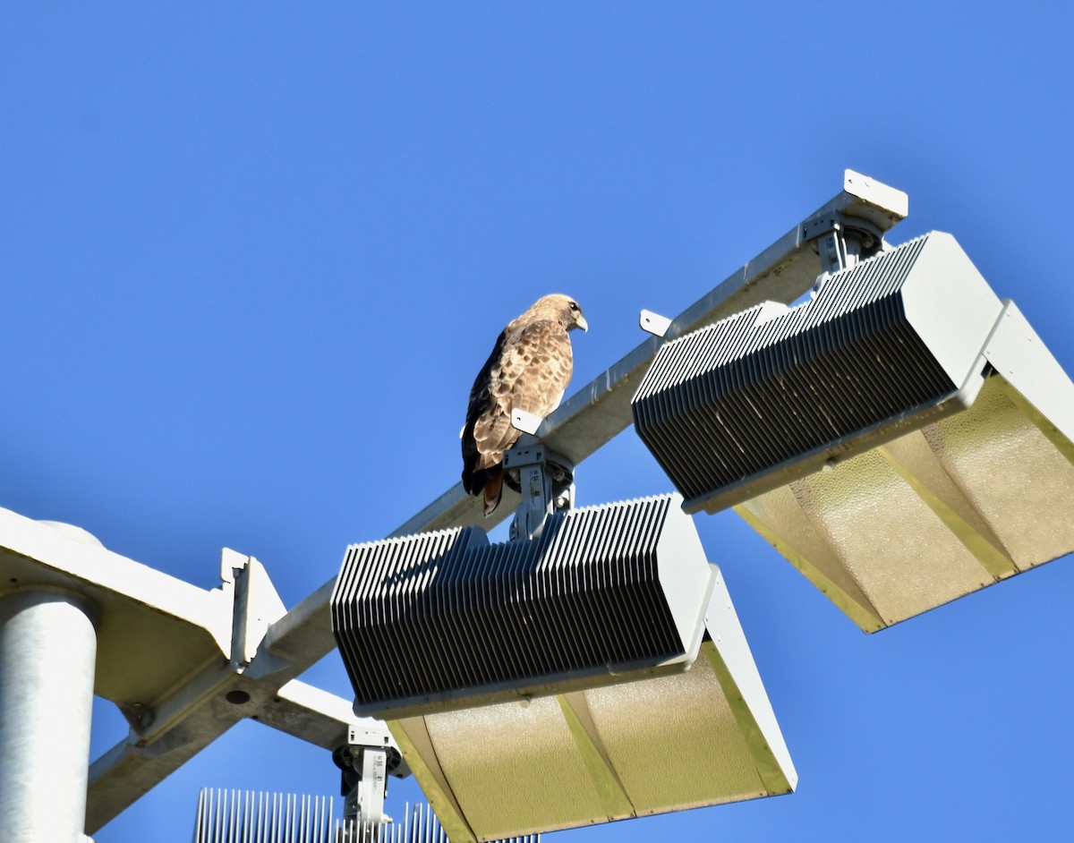 Poiana codarossa - ML647306118