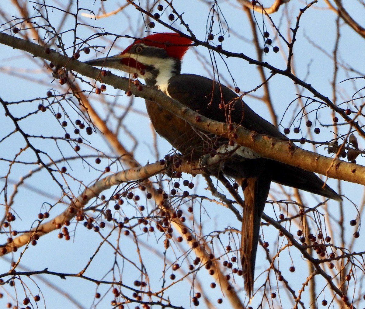 Pileated Woodpecker - ML647306123