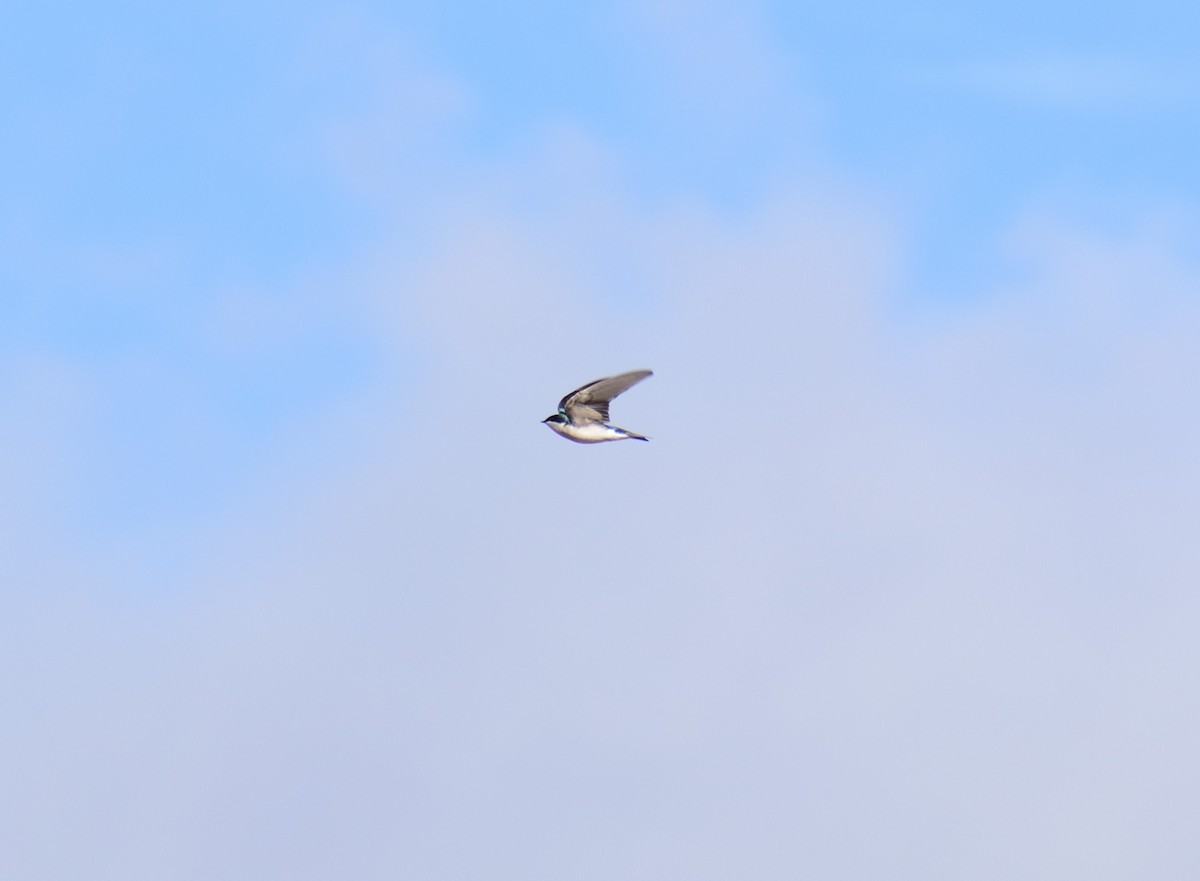 Tree Swallow - ML647306124