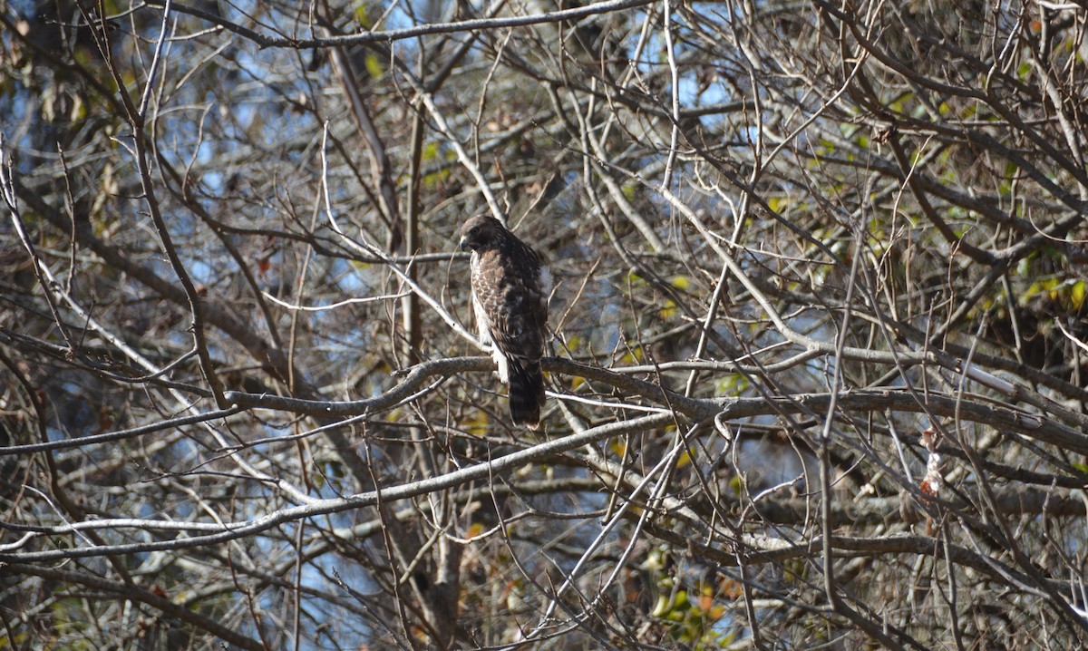 Red-shouldered Hawk - ML647306131