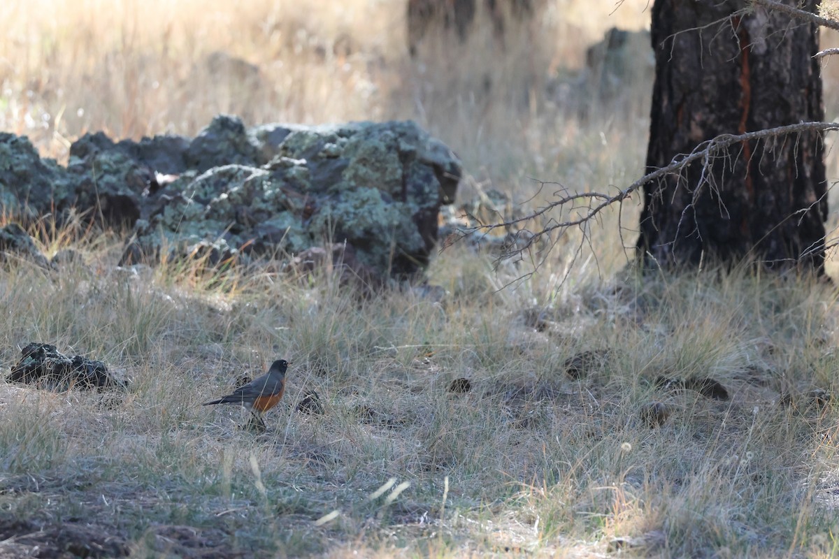 American Robin - ML647306132