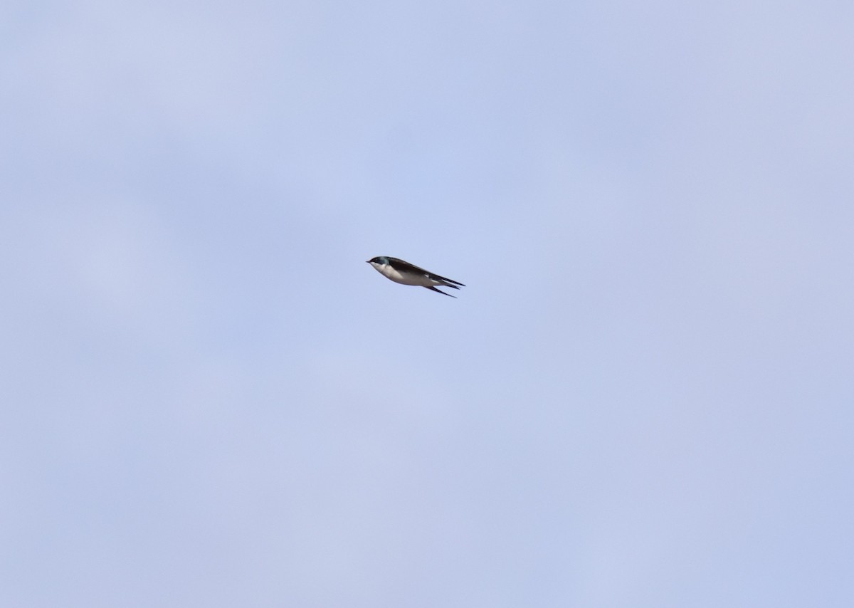 Tree Swallow - ML647306133