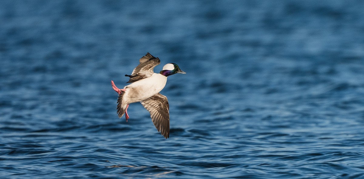 Ak Yanaklı Ördek - ML647306141