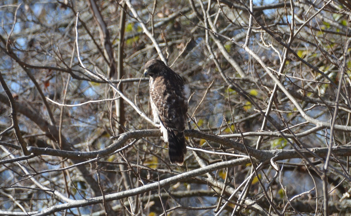 Red-shouldered Hawk - ML647306145