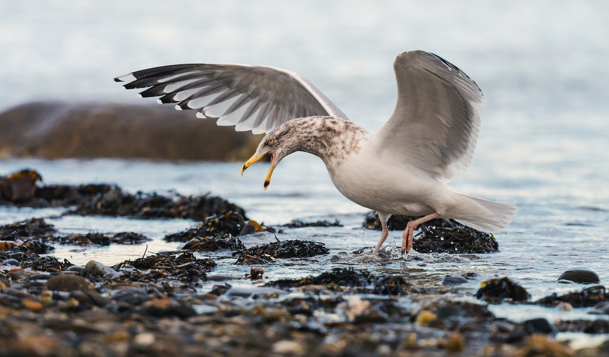 Amerika Gümüş Martısı - ML647306159