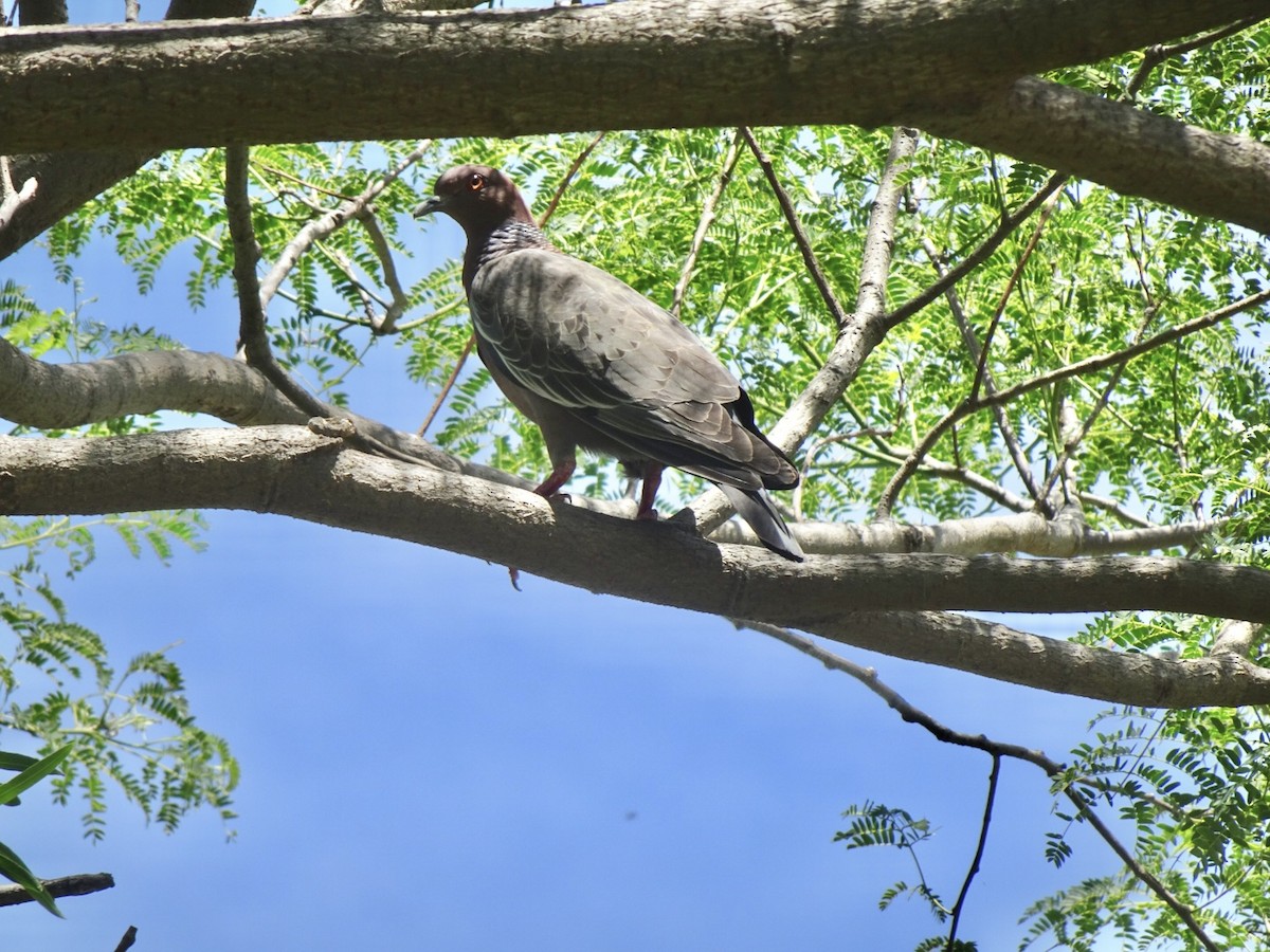 Picazuro Pigeon - ML647306167