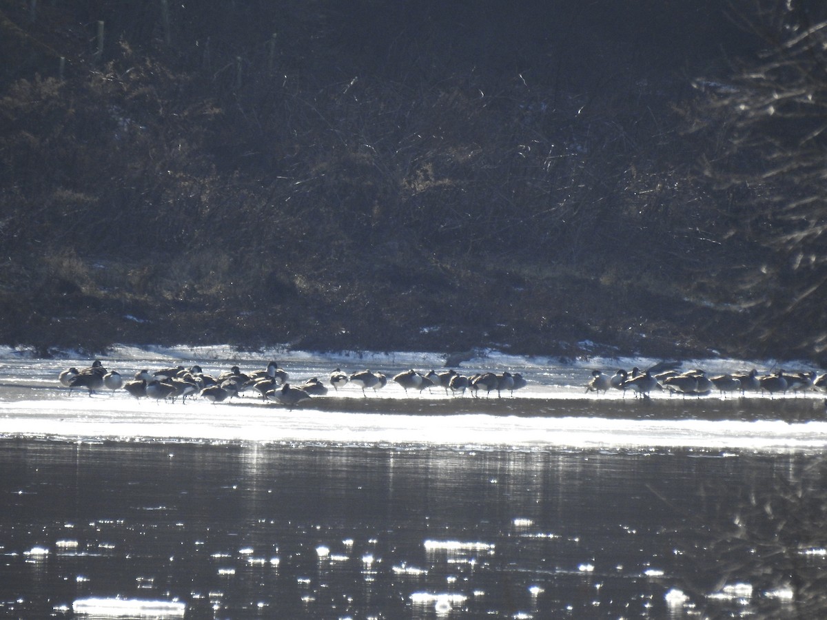 Oca canadese maggiore - ML647306172