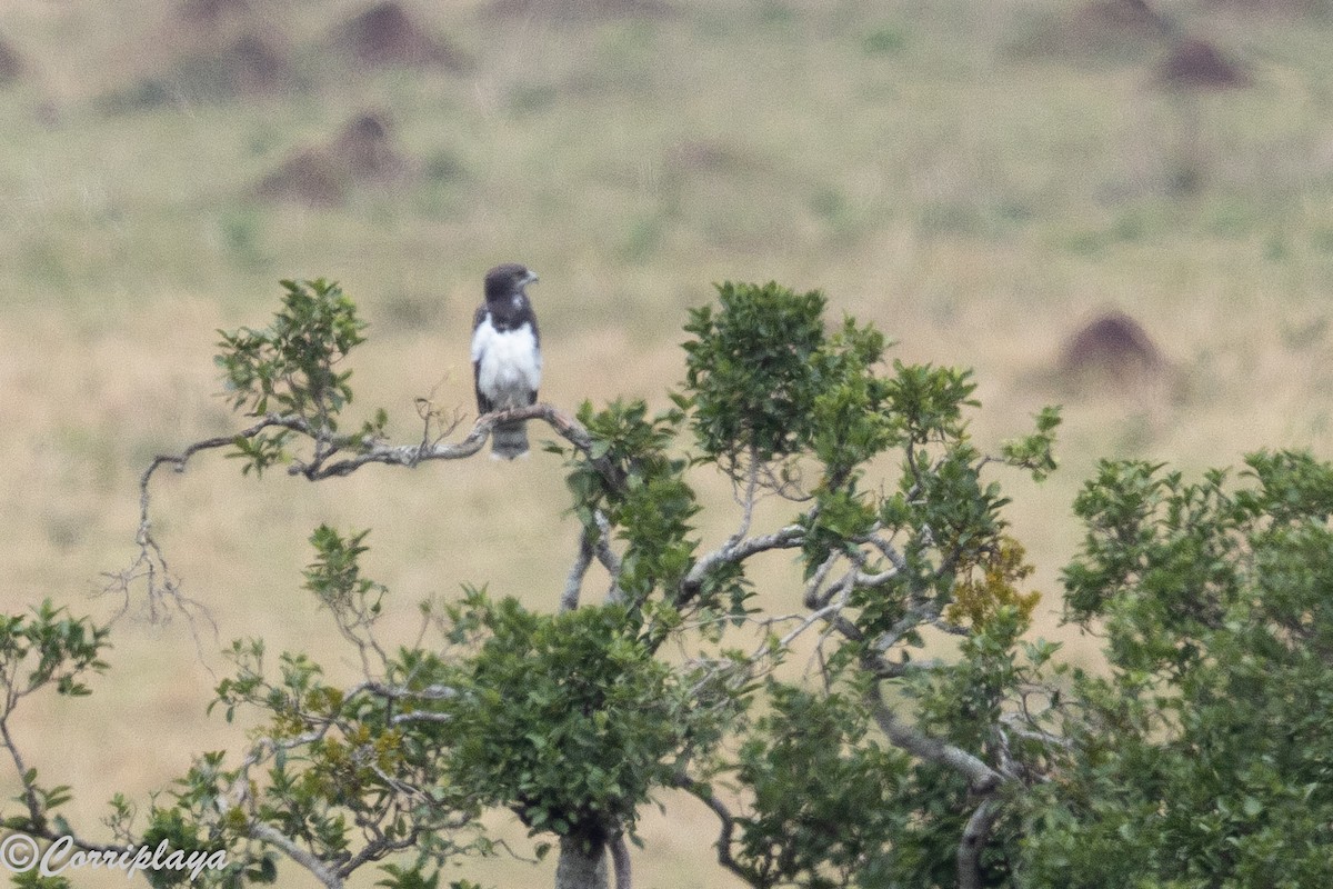 Змієїд чорноволий - ML647306183