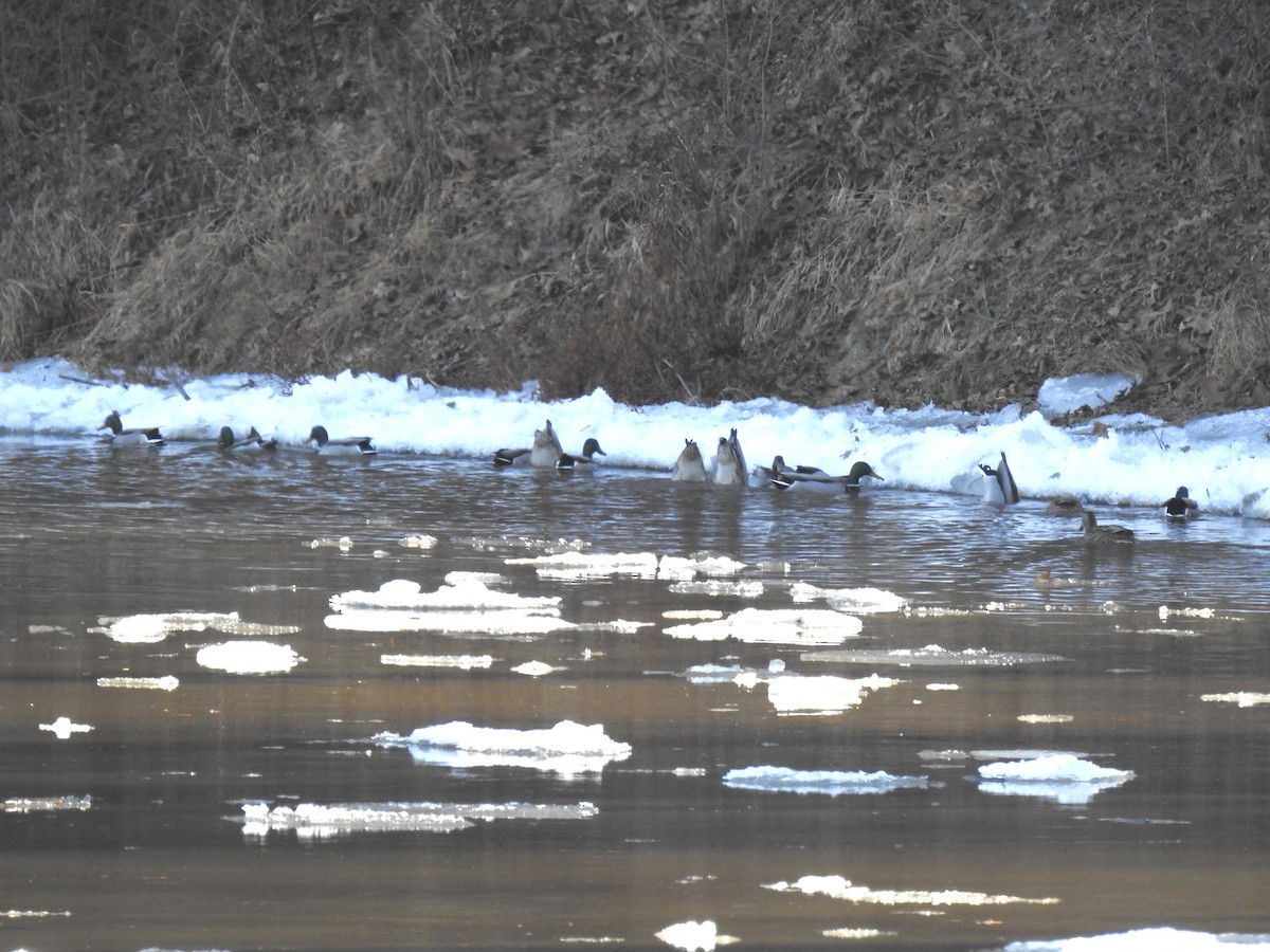 Germano reale - ML647306185