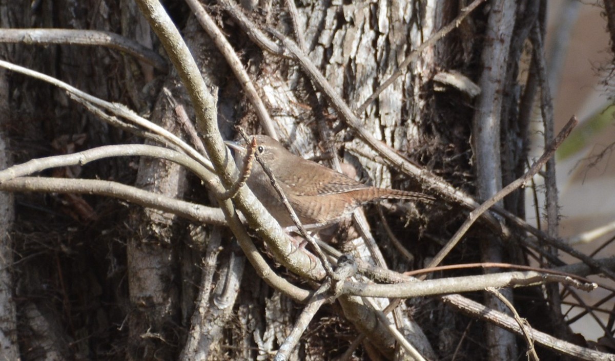 Northern House Wren - ML647306192