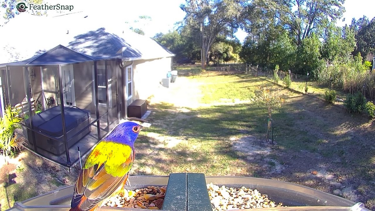 Painted Bunting - ML647306195