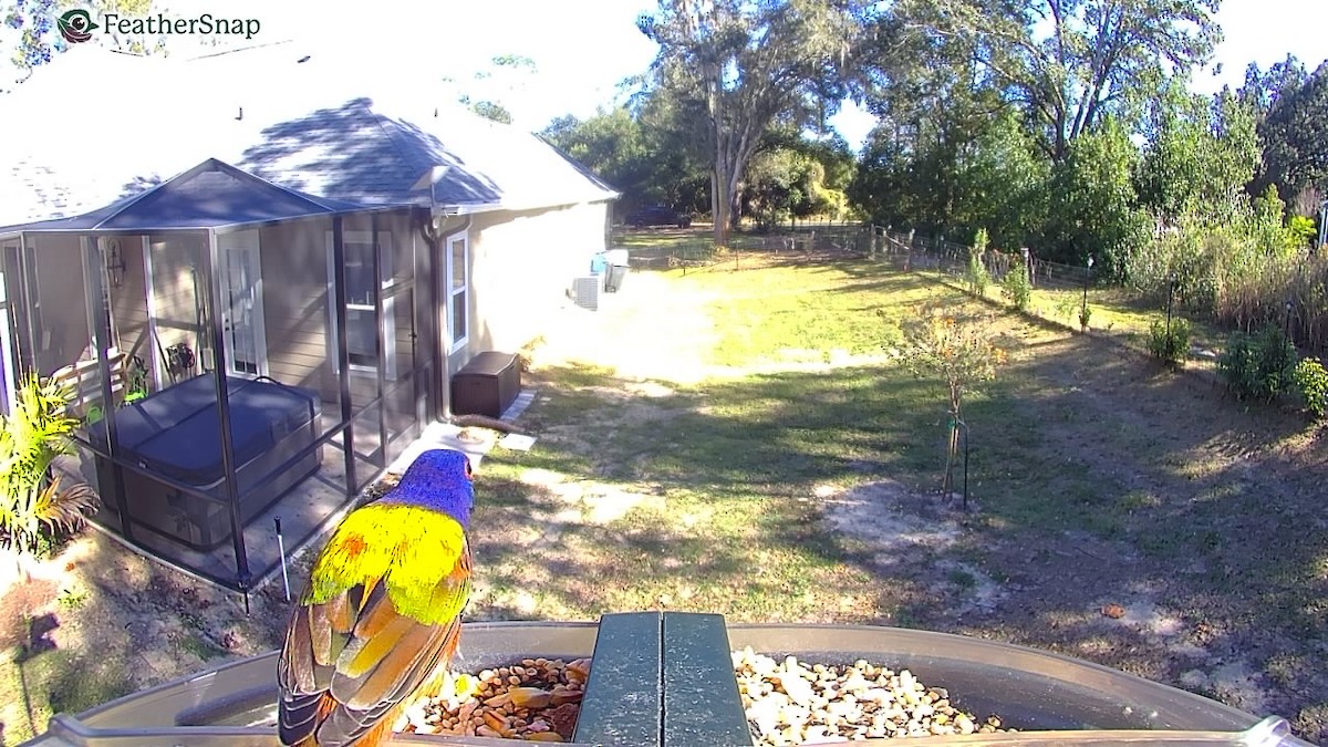 Painted Bunting - ML647306196