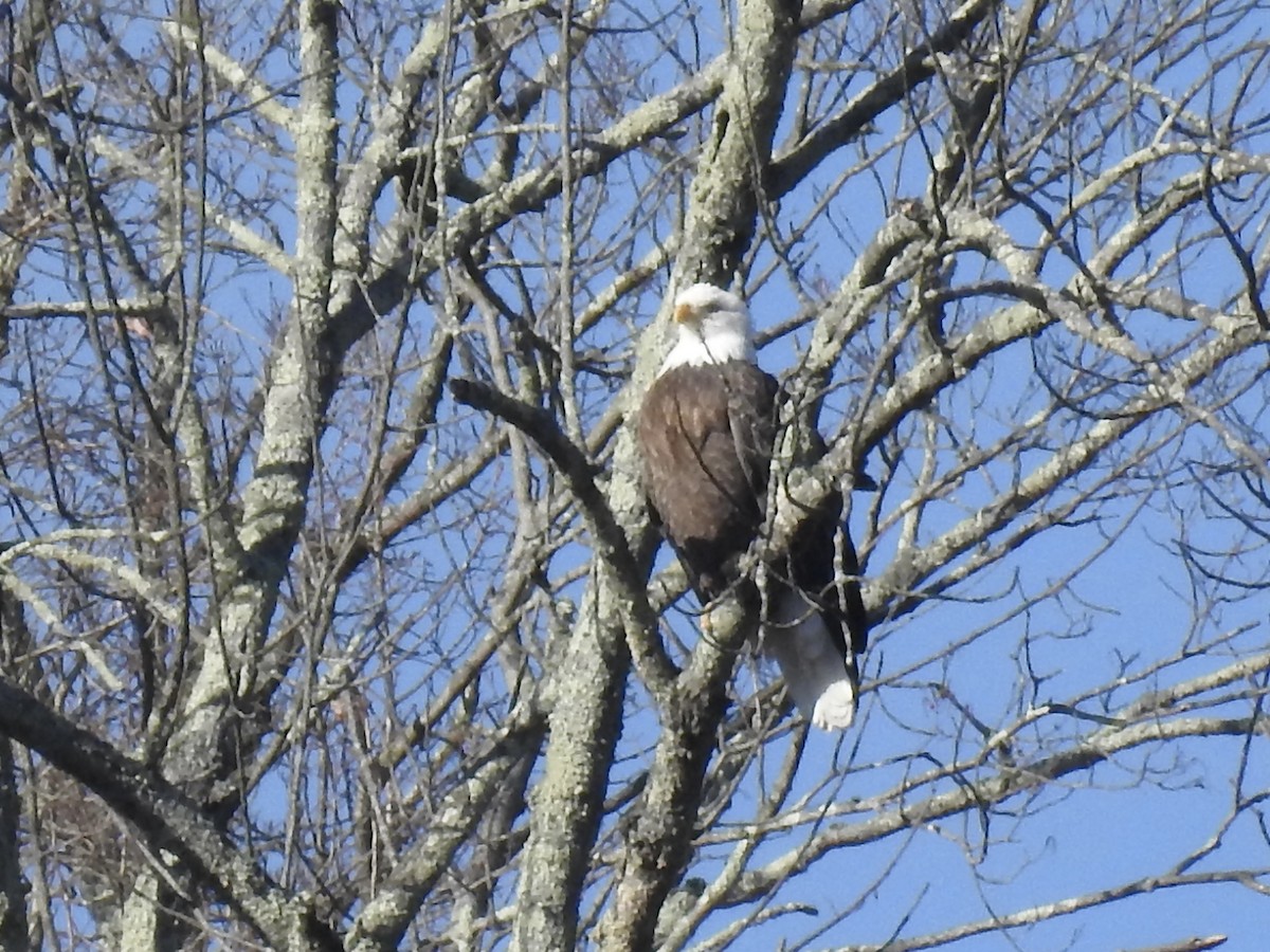 Bald Eagle - ML647306199