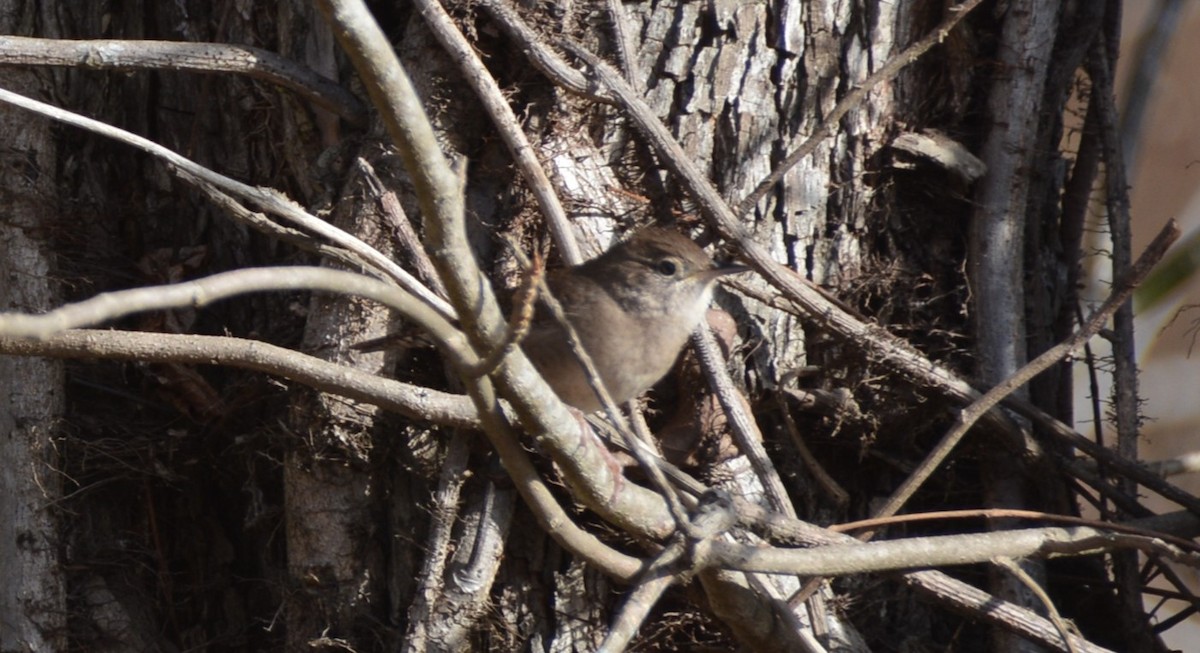 Northern House Wren - ML647306209
