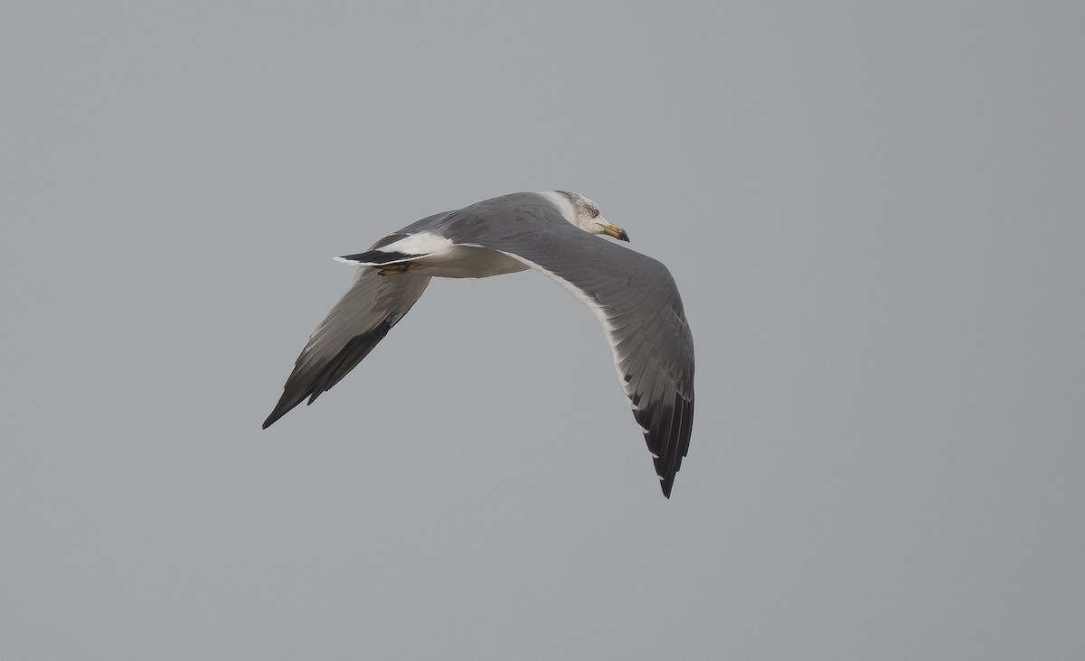 racek východní - ML647306240