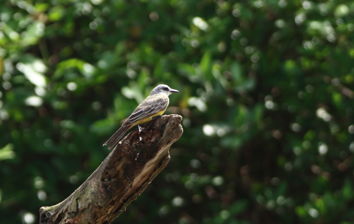 Tropical Kingbird - ML647306242