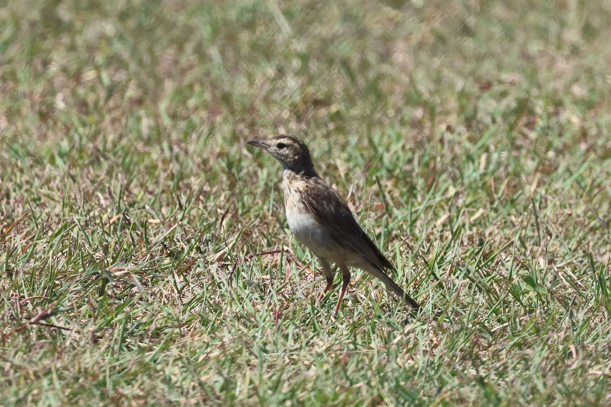 Australian Pipit - ML647306248