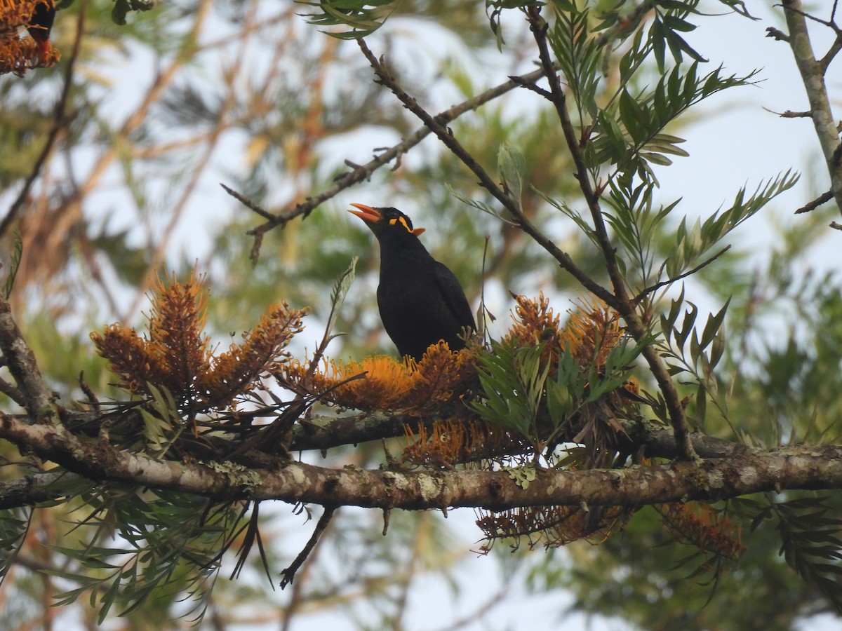 loskuták jižní - ML647306253