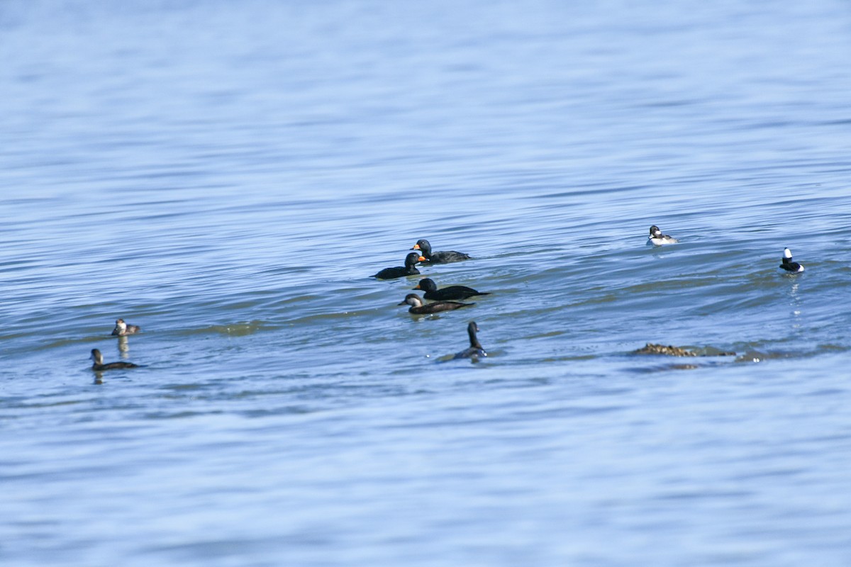 turpan žlutozobý - ML647306257