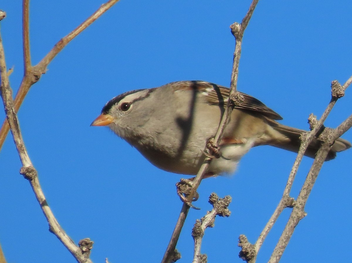 White-crowned Sparrow - ML647306258