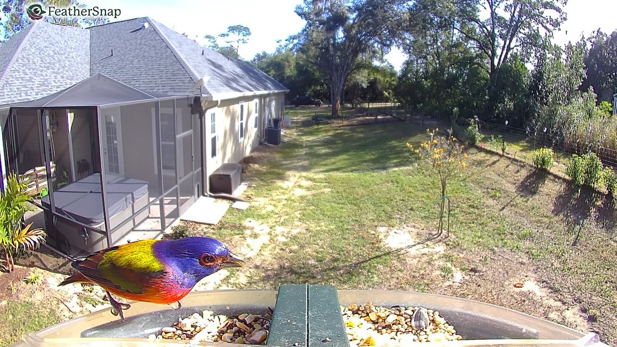 Painted Bunting - ML647306276