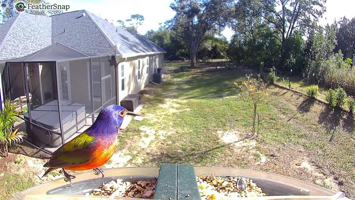 Painted Bunting - ML647306278