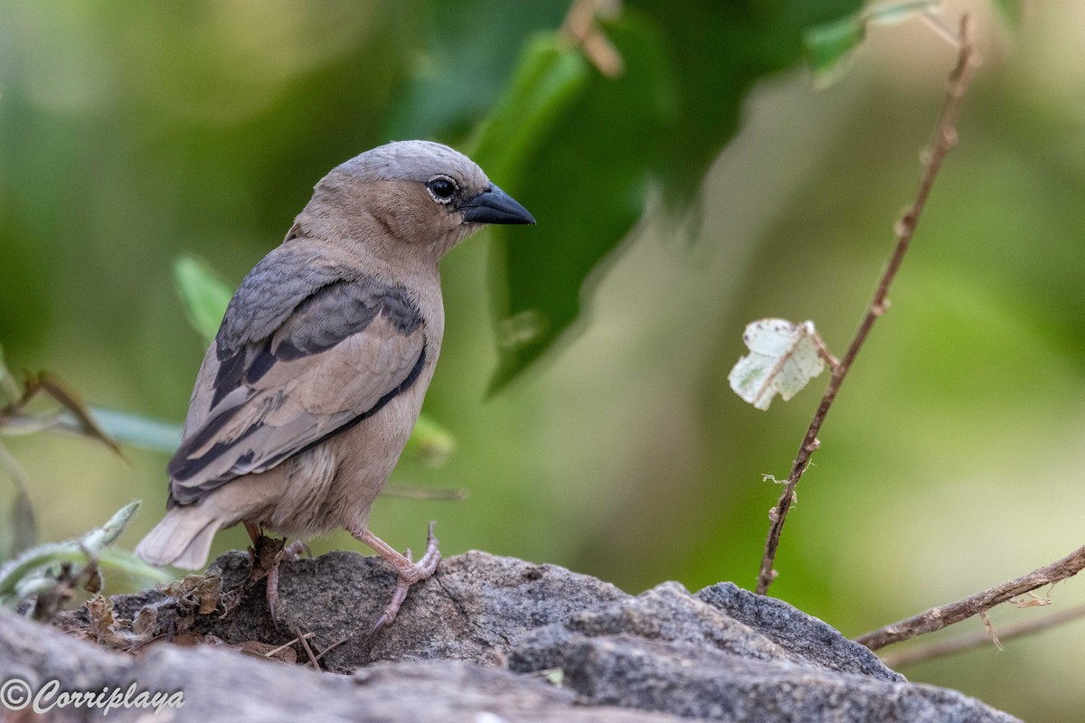 Gri Başlıklı Dokumacı - ML647306279