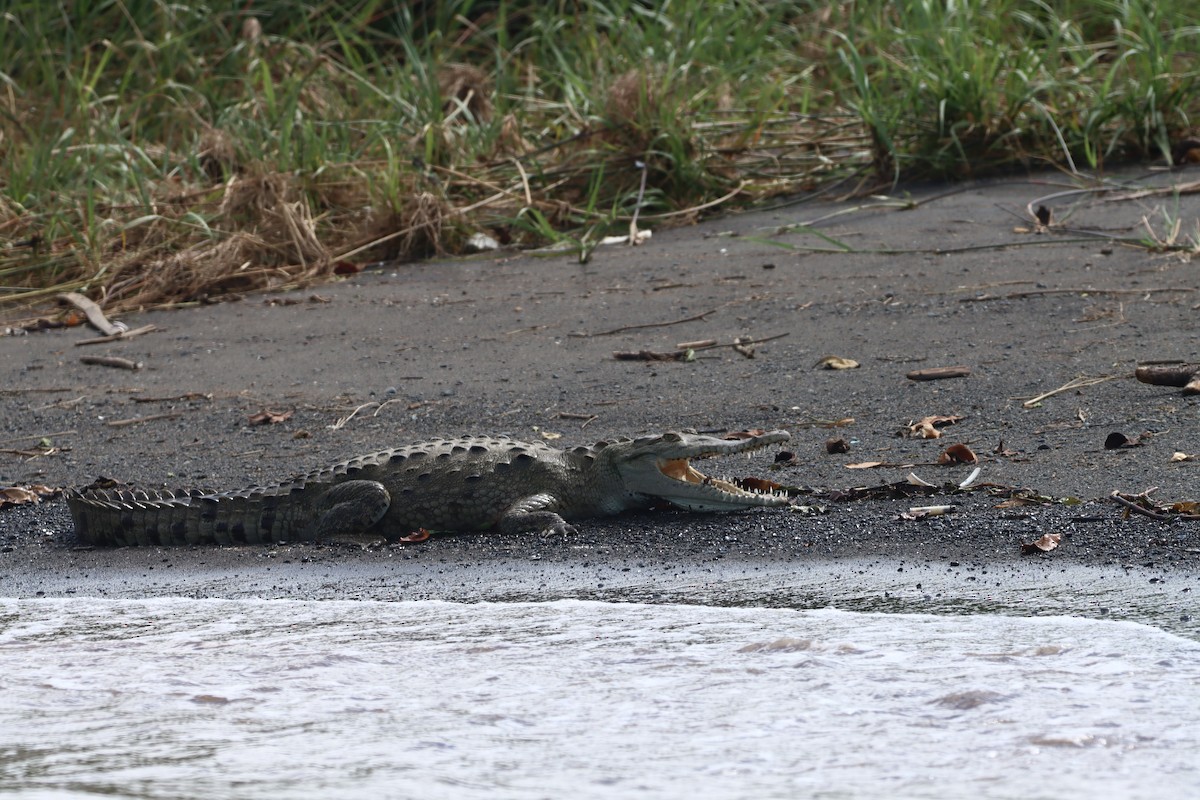 Animals - ML647306281