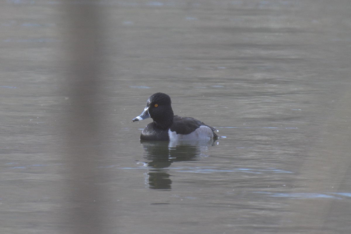 環頸潛鴨 - ML647306283