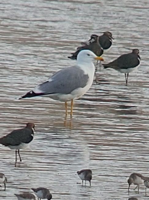 Gümüş Martı - ML647306284