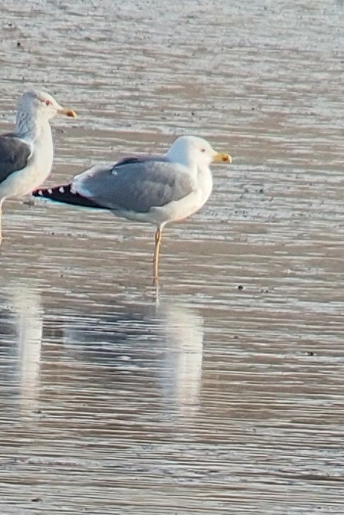 Hazar Martısı - ML647306286