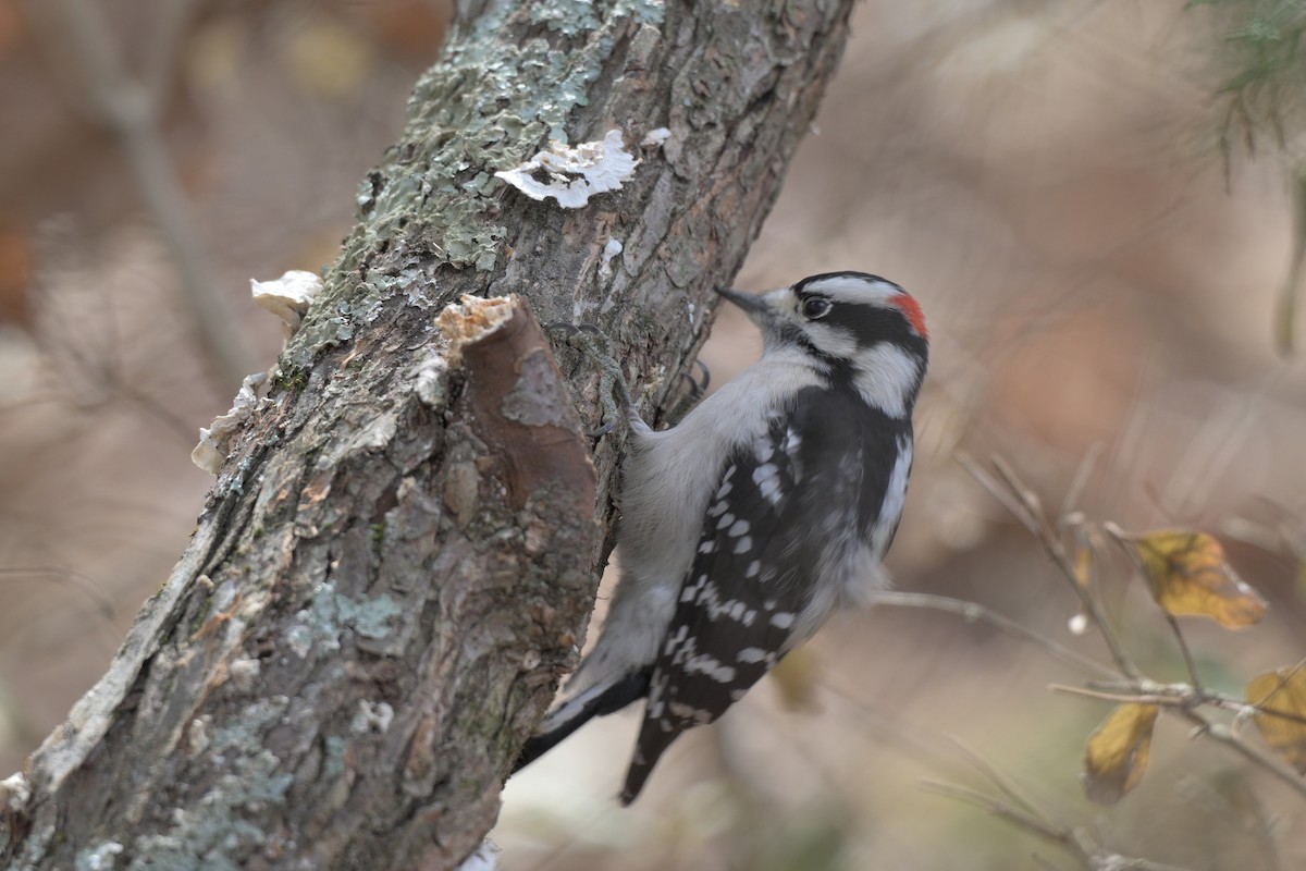 Downy Woodpecker - ML647306290
