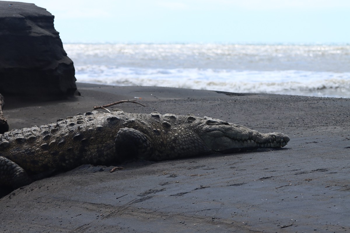 Animals - ML647306317