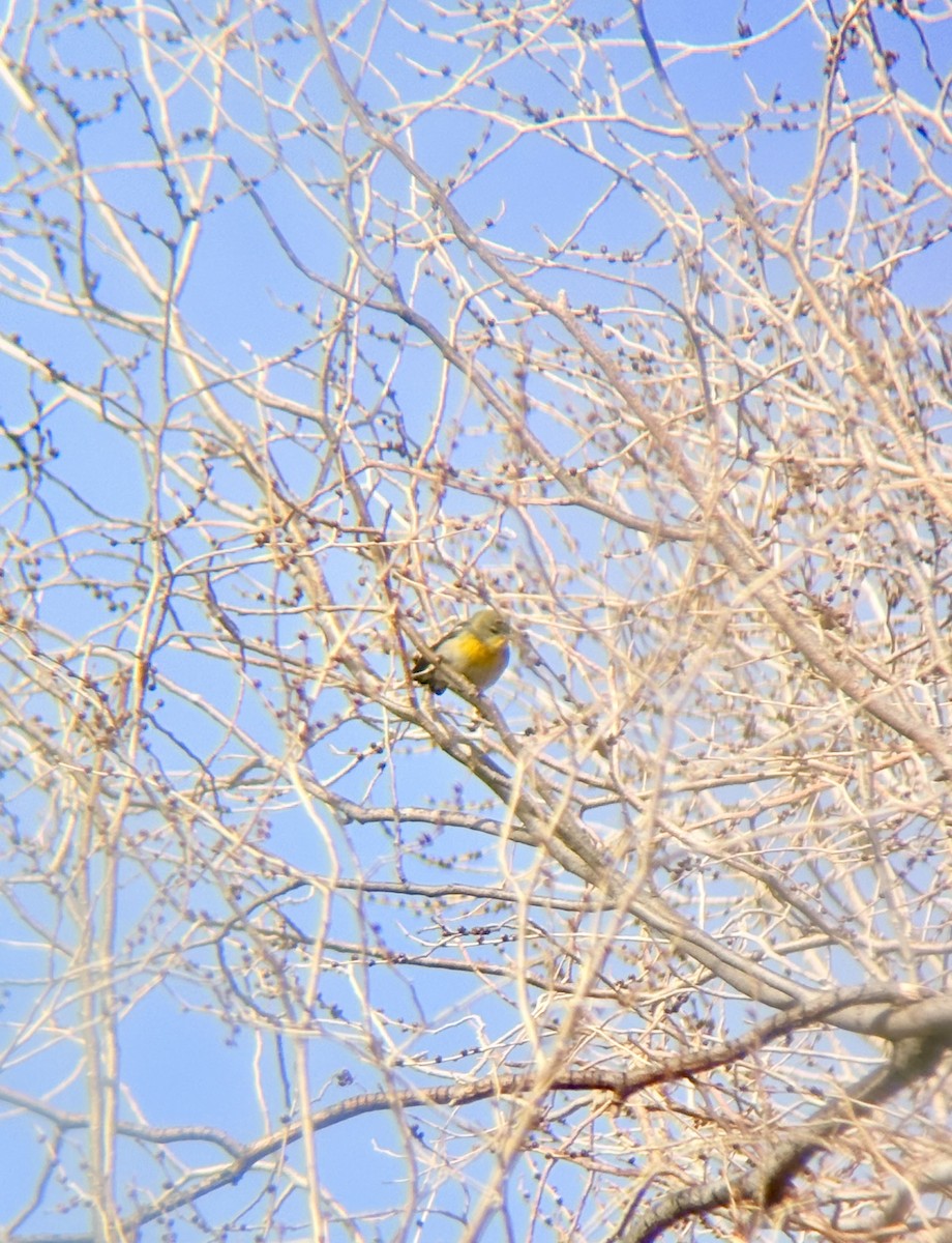 Northern Parula - ML647306318