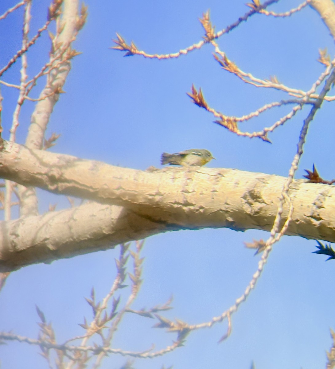 Northern Parula - ML647306319