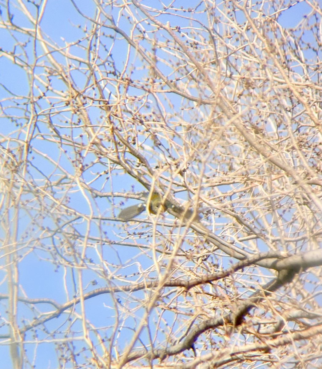 Northern Parula - ML647306320