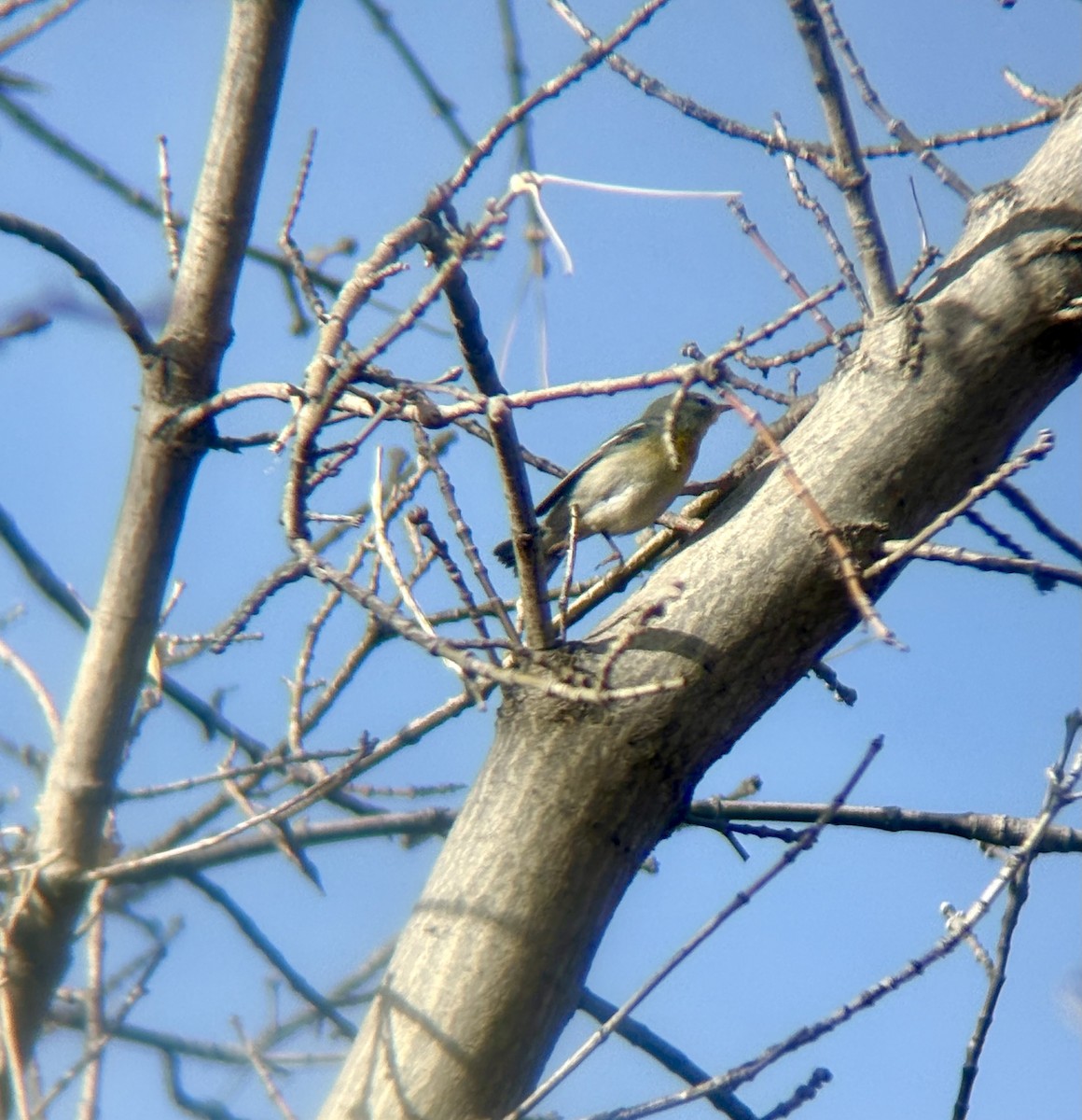 Northern Parula - ML647306321