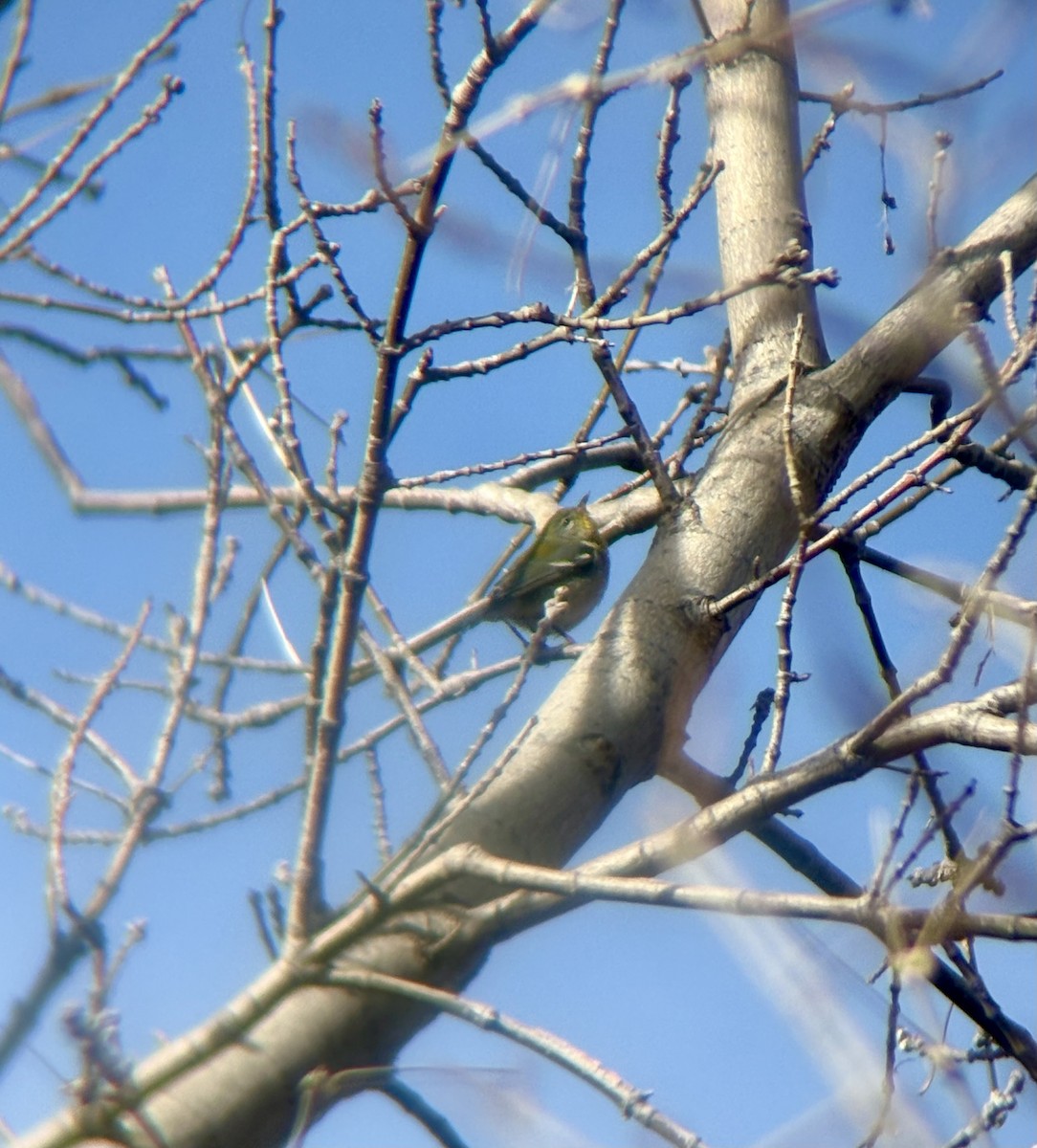 Northern Parula - ML647306322